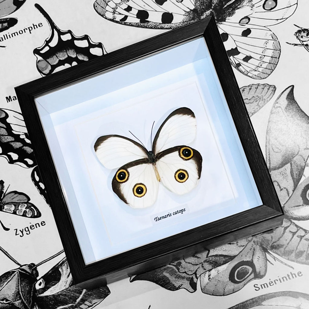 Silky Owl Moth Genuine Framed Butterfly Specimen