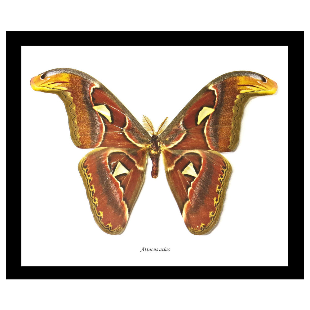 Atlas Attacus Moth Framed Genuine Specimen