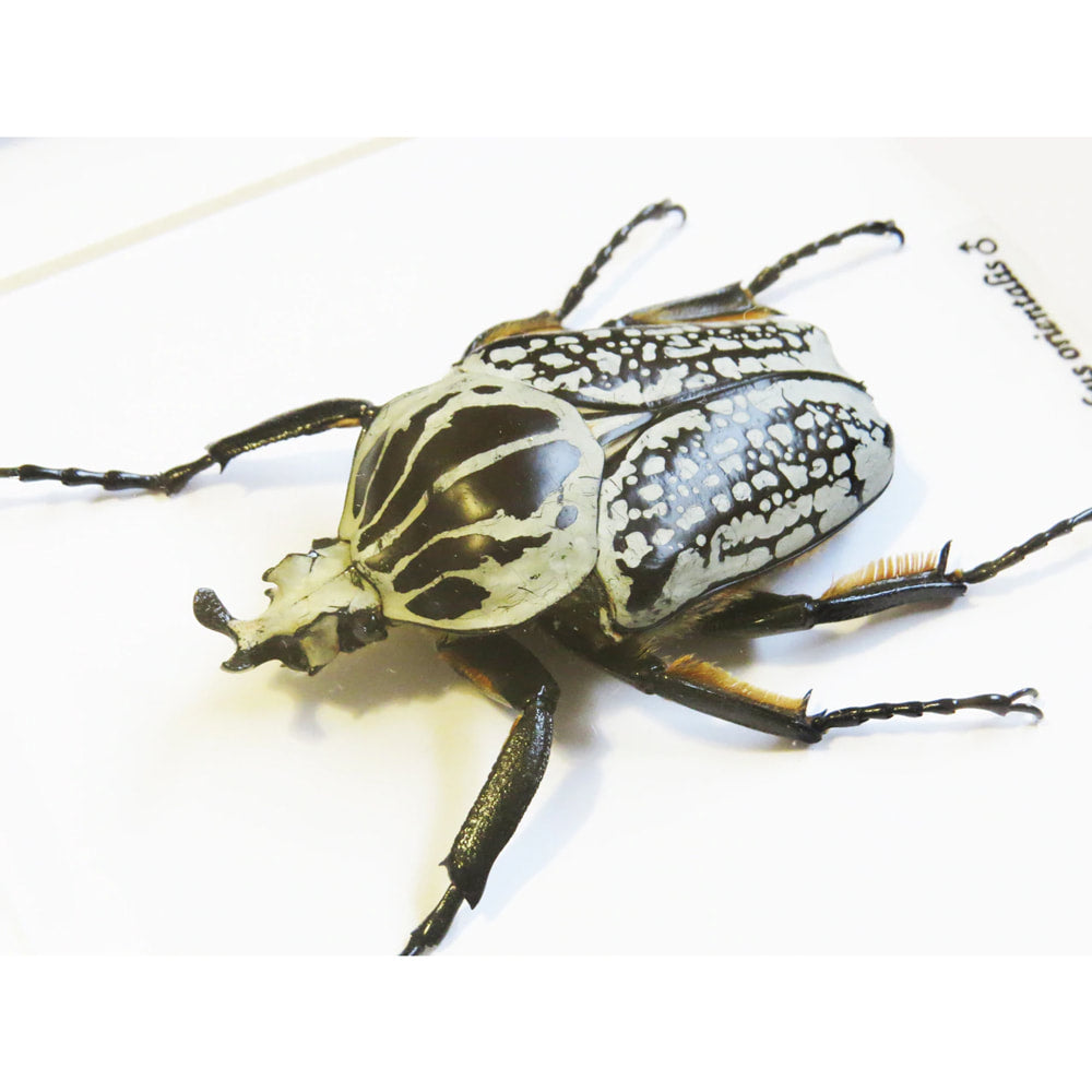 Framed Beetle Goliathus Orientalis Male Specimen