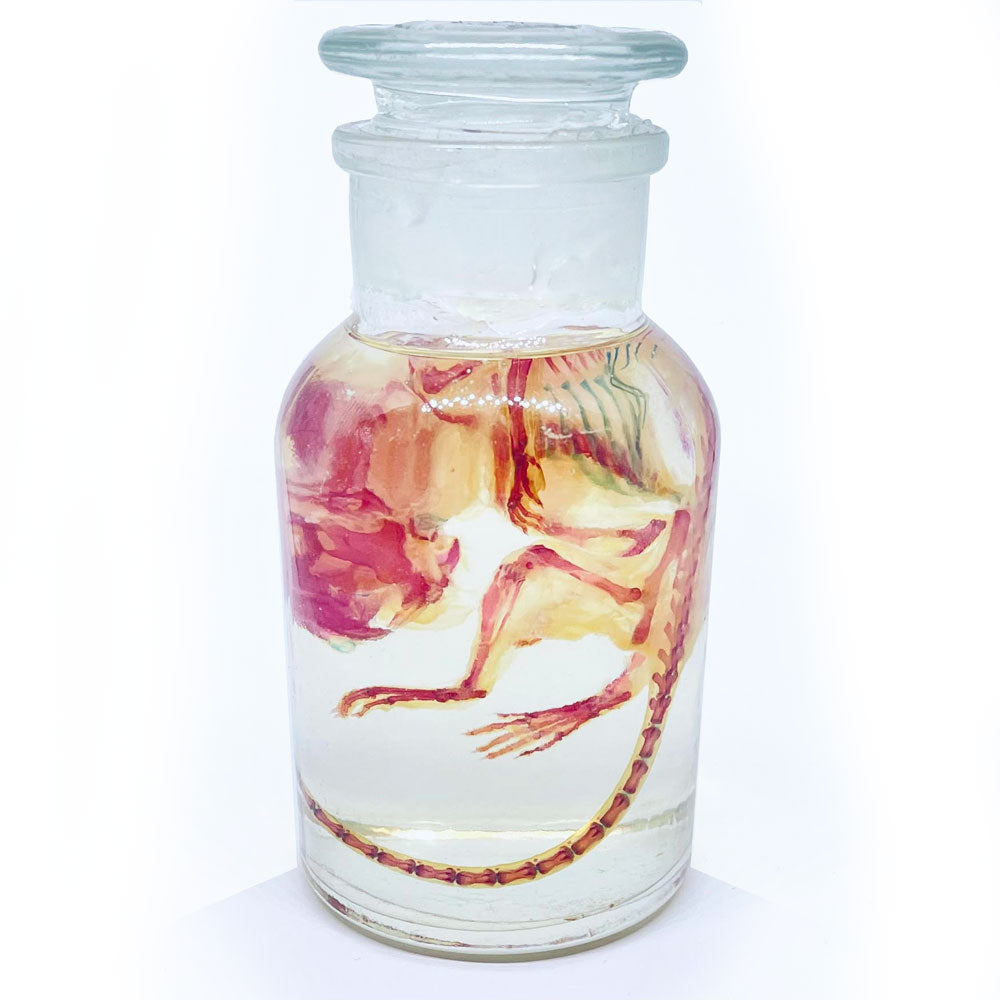 Diaphonised Mouse (Chem. Jar) Wet Specimen