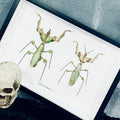 Devils Mantis Male and Female Framed Specimen