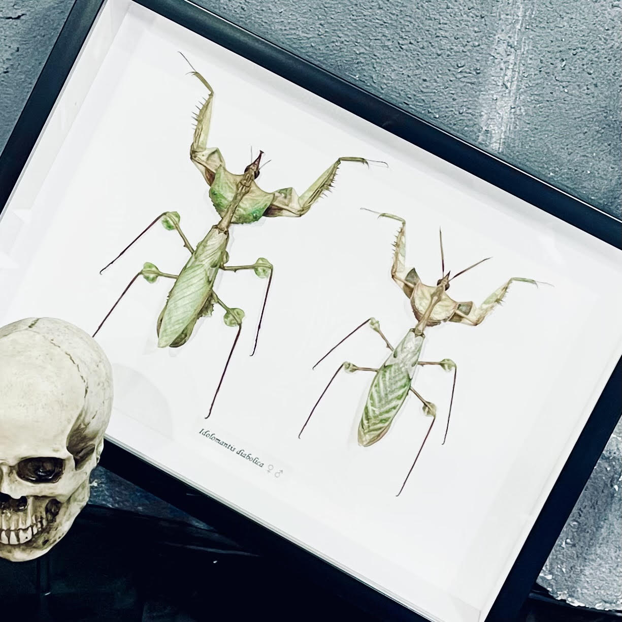 Devils Mantis Male and Female Framed Specimen