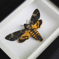 Death Head Moth Genuine Framed Specimen