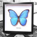 Blue Butterfly - Morpho Amathonte Framed Specimen