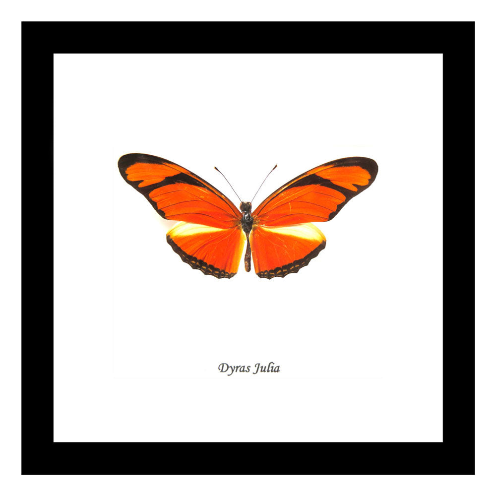 Orange Butterfly Genuine Framed Specimen