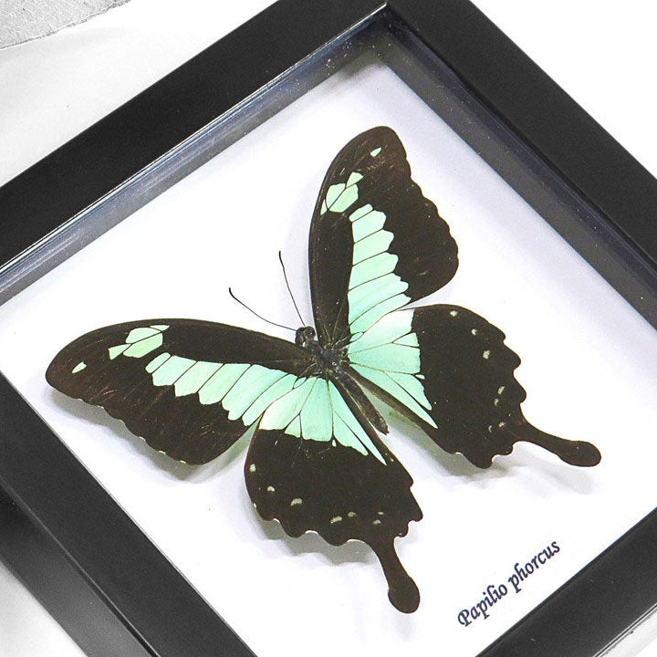 Green Butterfly Papilio Phorcas Swallowtail Genuine Framed Specimen