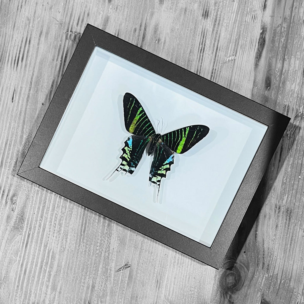 Urania leilus Genuine Framed Moth Specimen