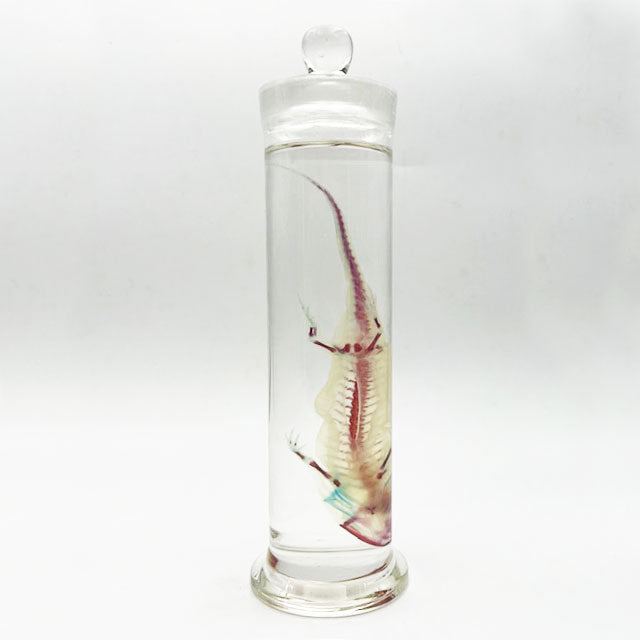 Salamander Diaphonised Wet Specimen