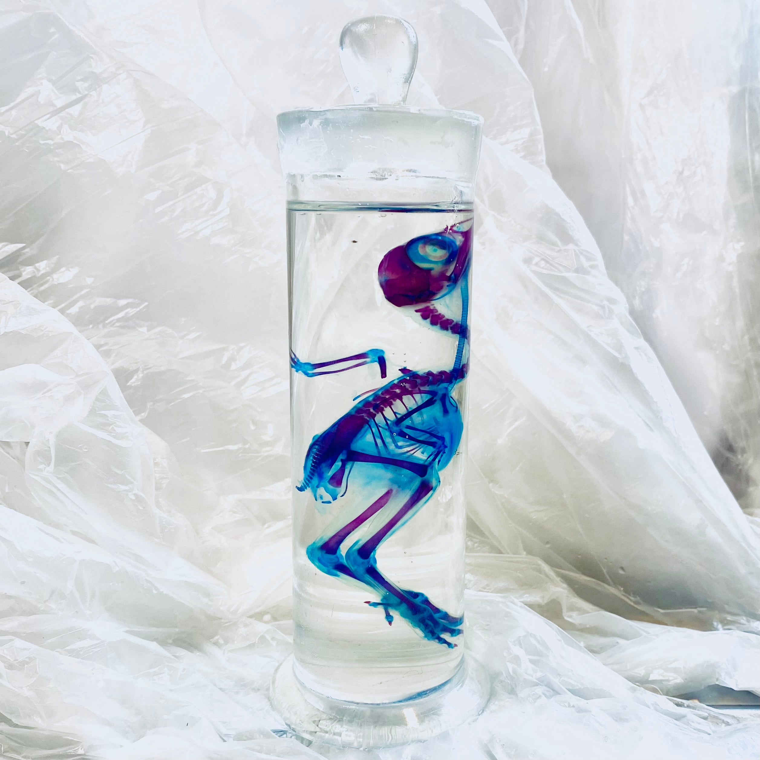 Chick Diaphonised Genuine Wet Specimen