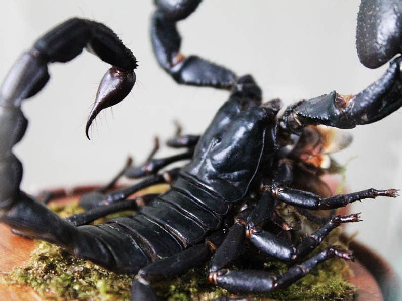 Scorpion Genuine Specimen in a Small Dome