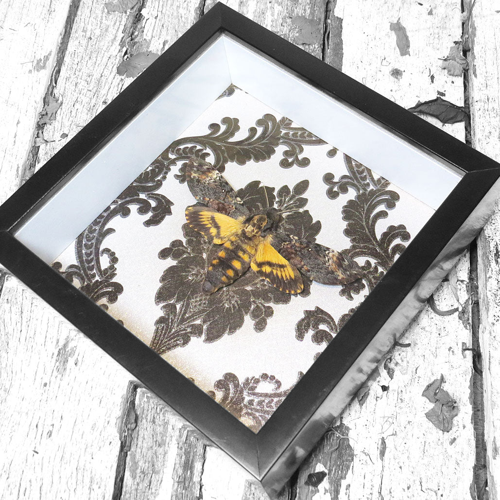 Death's Head Hawkmoth Gothic Framed Specimen