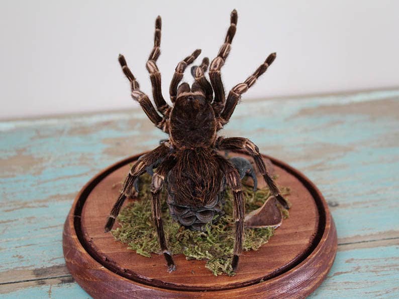 Tarantula vs Scorpion Glass Dome