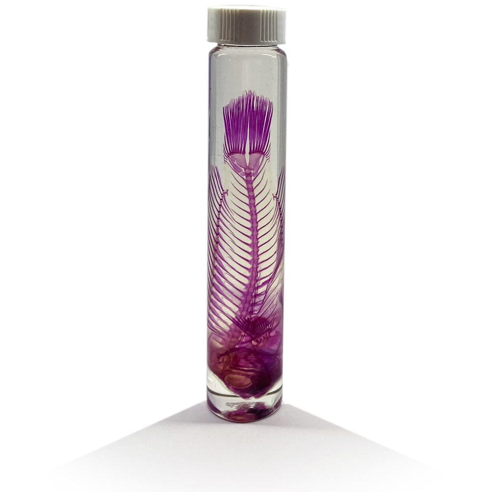Parrot Fish Diaphonised Wet Specimen