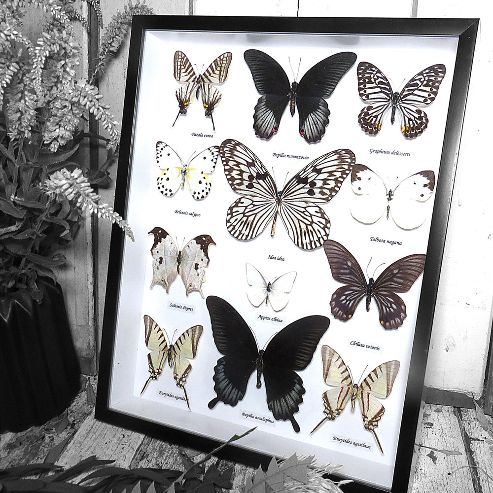 Monochrome Butterfly Swarm Genuine Specimens