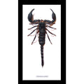 Framed Scorpion Hetrometrus Laoticus Spinifer Extra Large Specimen