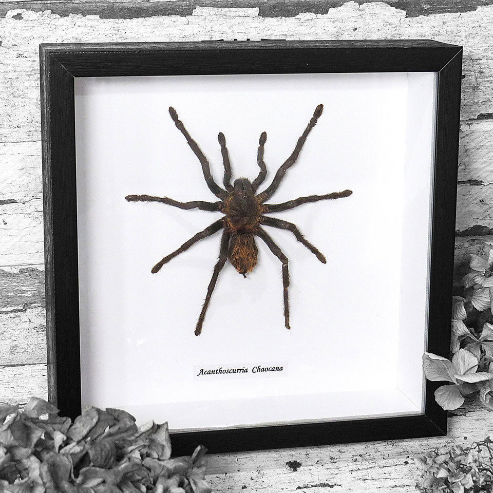 Acanthoscurria Chacoana Framed Tarantula Spider Specimen