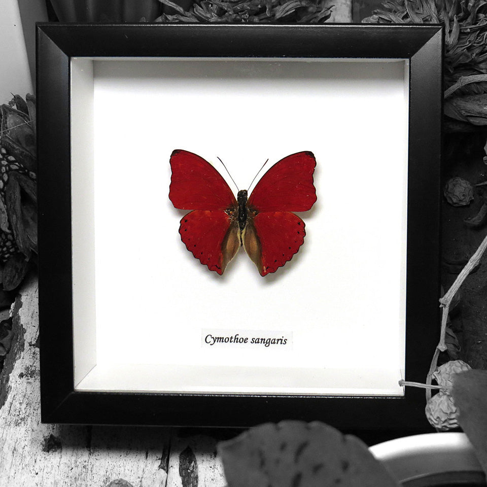Blood Red Glider Butterfly Genuine Framed Specimen