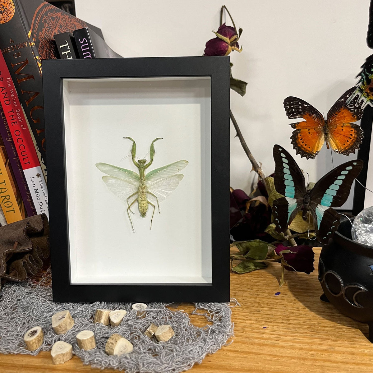 Devils Mantis Framed Specimen