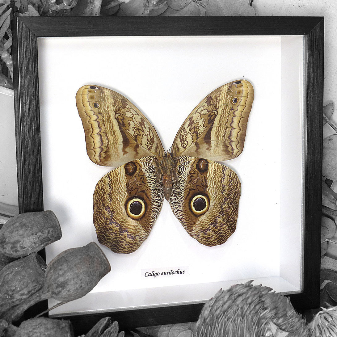 Owl Moth (Caligo Eurilochus) Framed Genuine Specimen