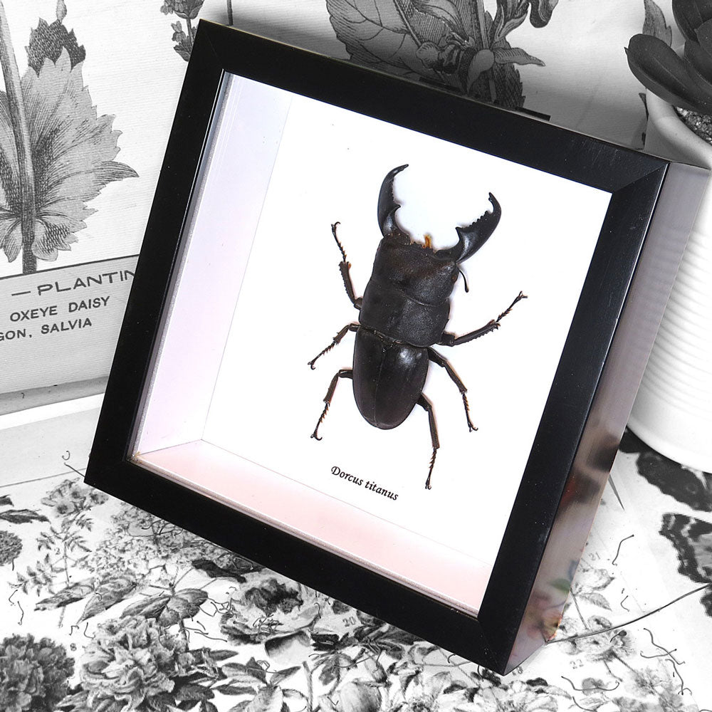Stag Beetle Dorcus Titanus Framed Specimen