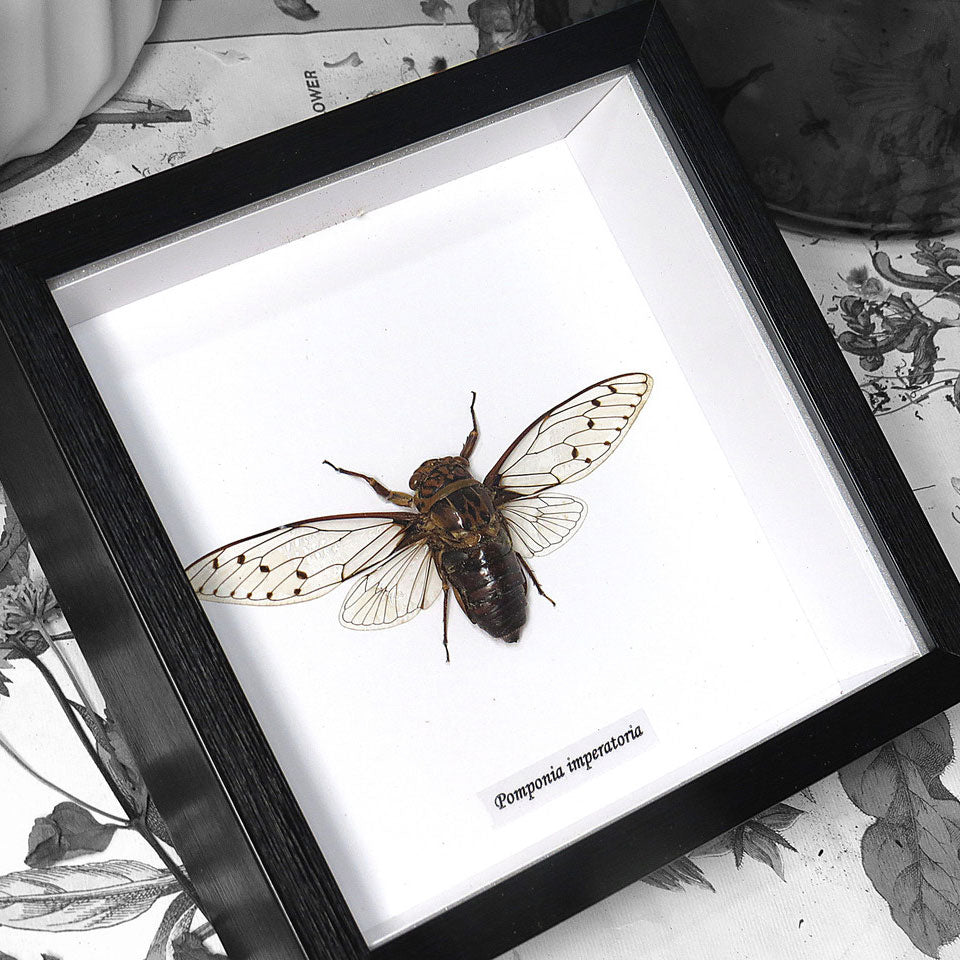 Pomponia Imperatoria Cicada Framed Specimen