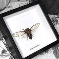 Pomponia Imperatoria Cicada Framed Specimen