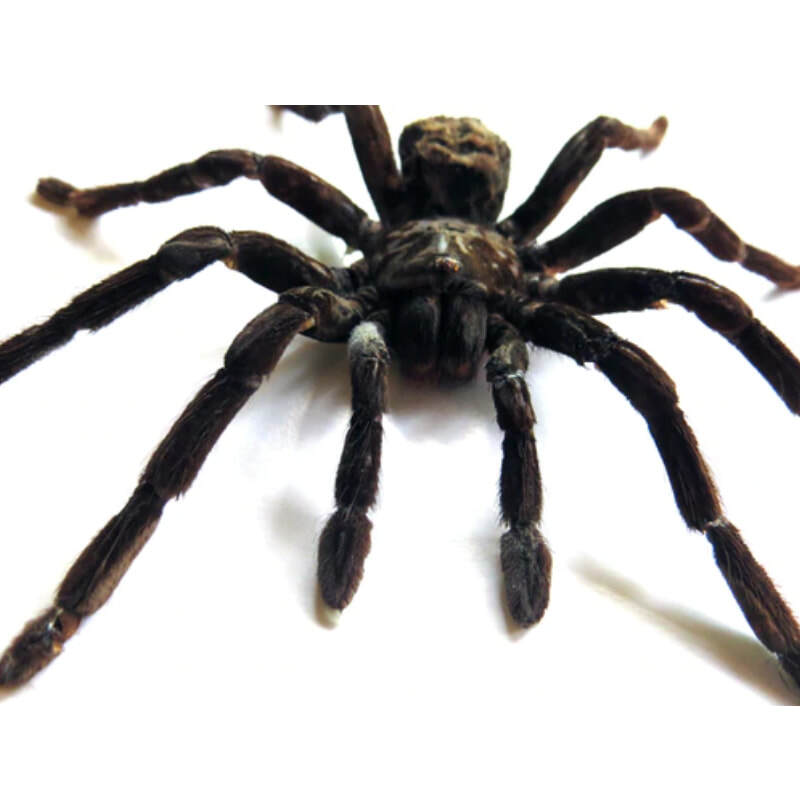 Framed Tarantula Pamphobeteus Antinous Large Specimen