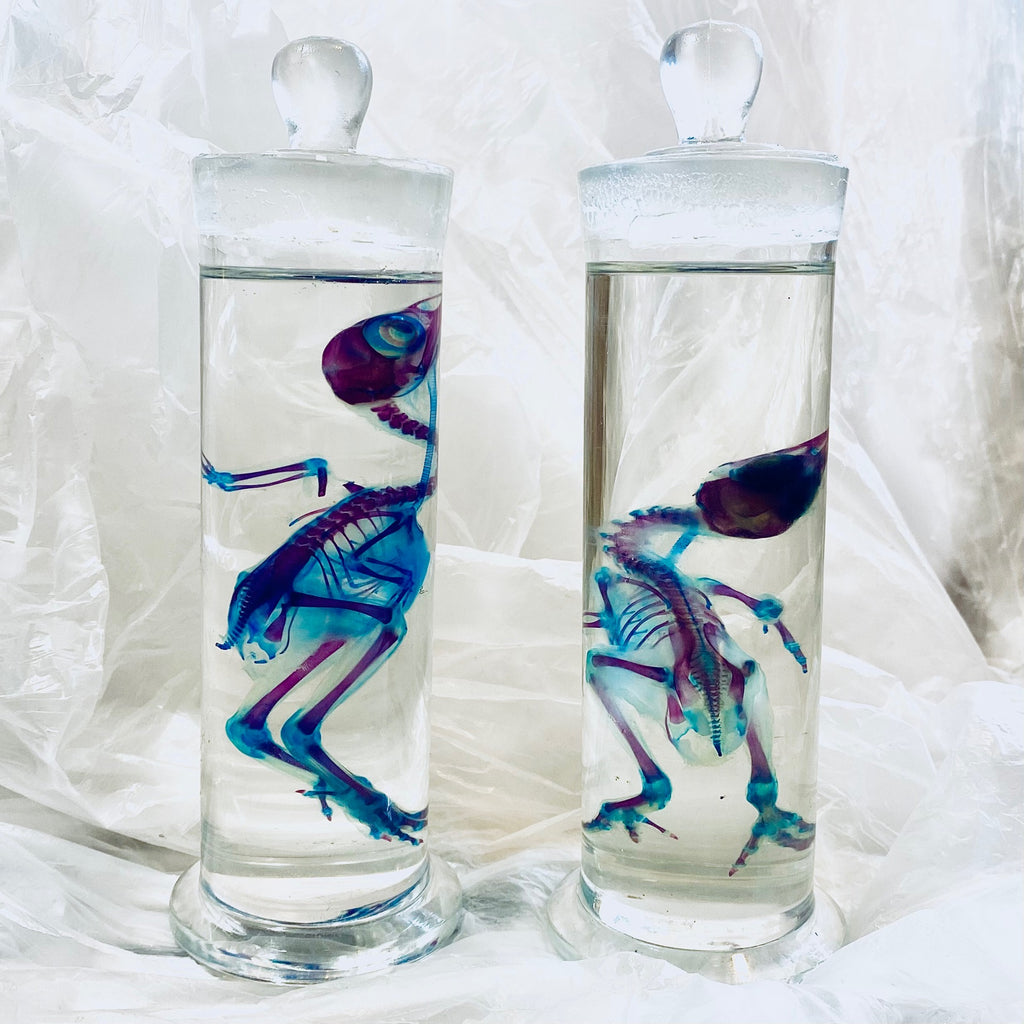 Chick Diaphonised Genuine Wet Specimen