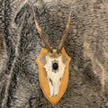 Roe Deer Wall Shield