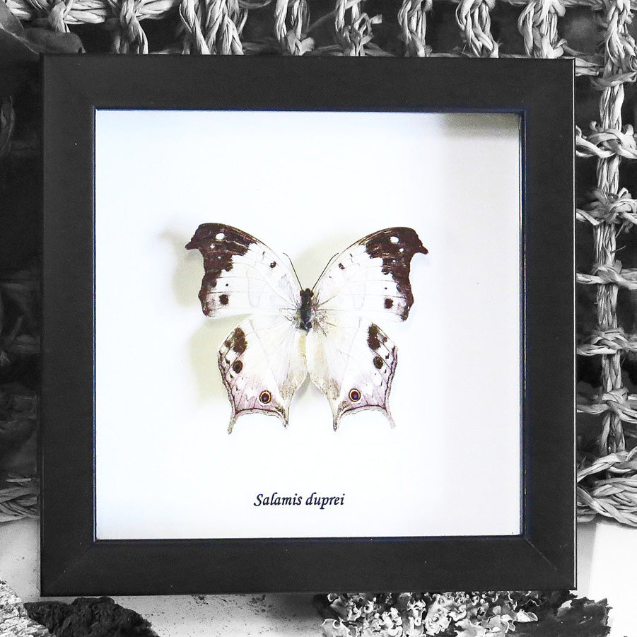 Mother of Pearl Butterfly Genuine Framed Specimen