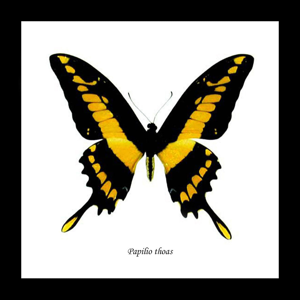 Yellow Butterfly Papilio Thaos Swallowtail Genuine Framed Specimen
