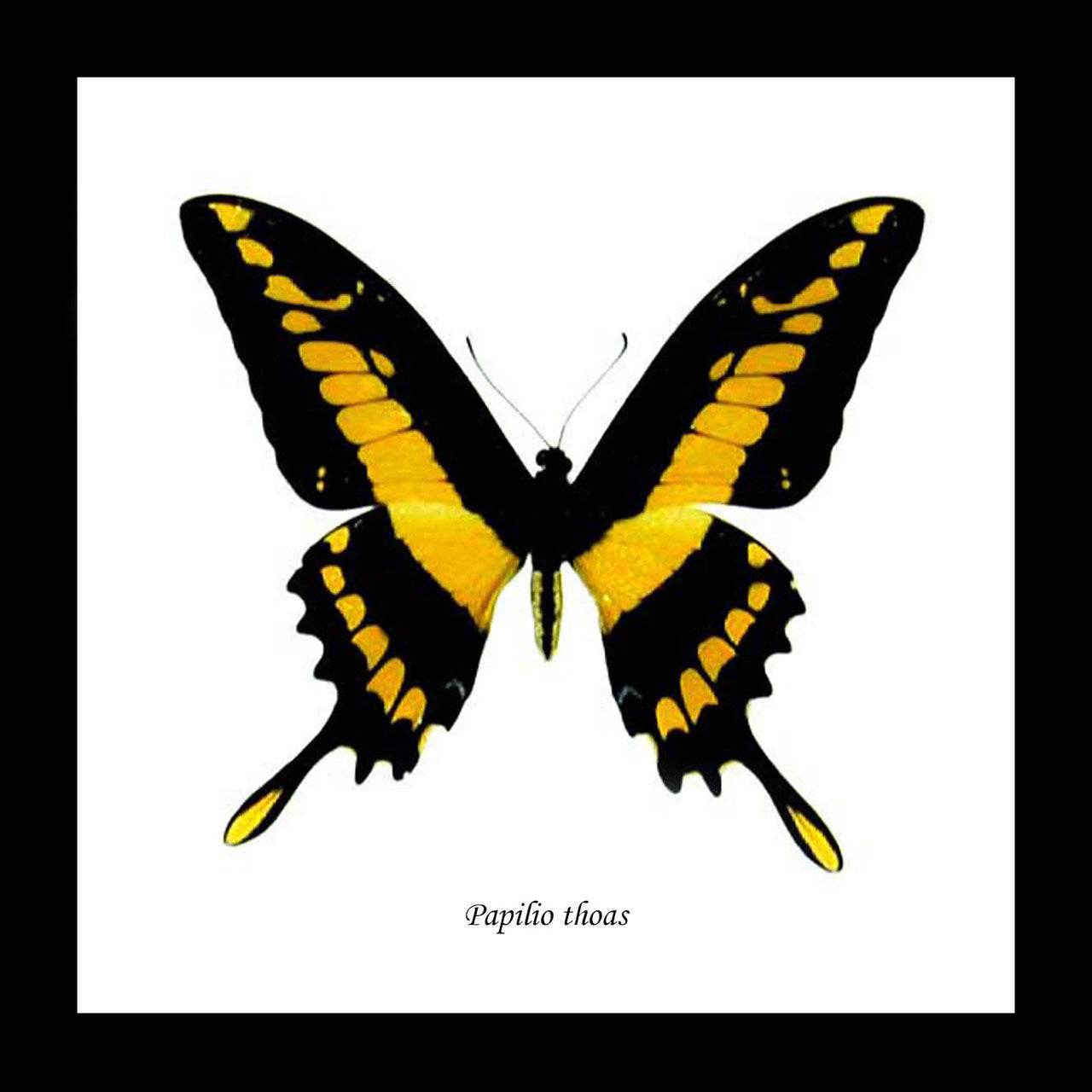 Yellow Butterfly Papilio Thaos Swallowtail Genuine Framed Specimen