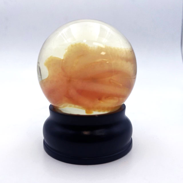 Octopus Wet Preserved Genuine Specimen
