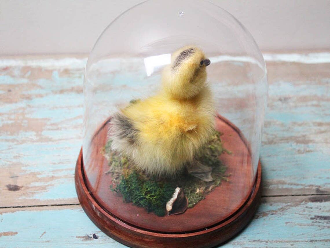 Taxidermised Duckling in an Acrylic Dome