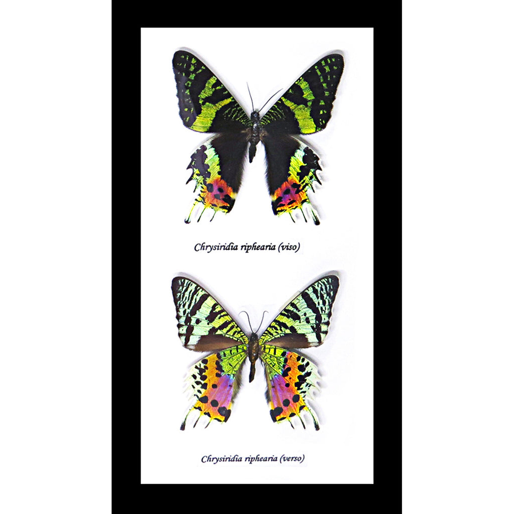 Chrysiridia Riphaeria Visa + Verso Black Moth Framed Specimen