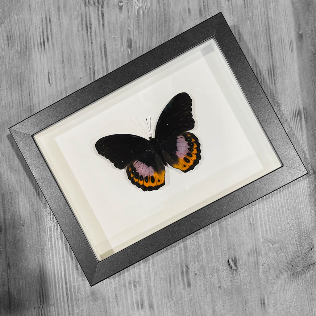 Hypolimnas Pandarus Genuine Framed Butterfly Specimen