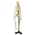 Anatomical Skeleton - DIY Build it Kit