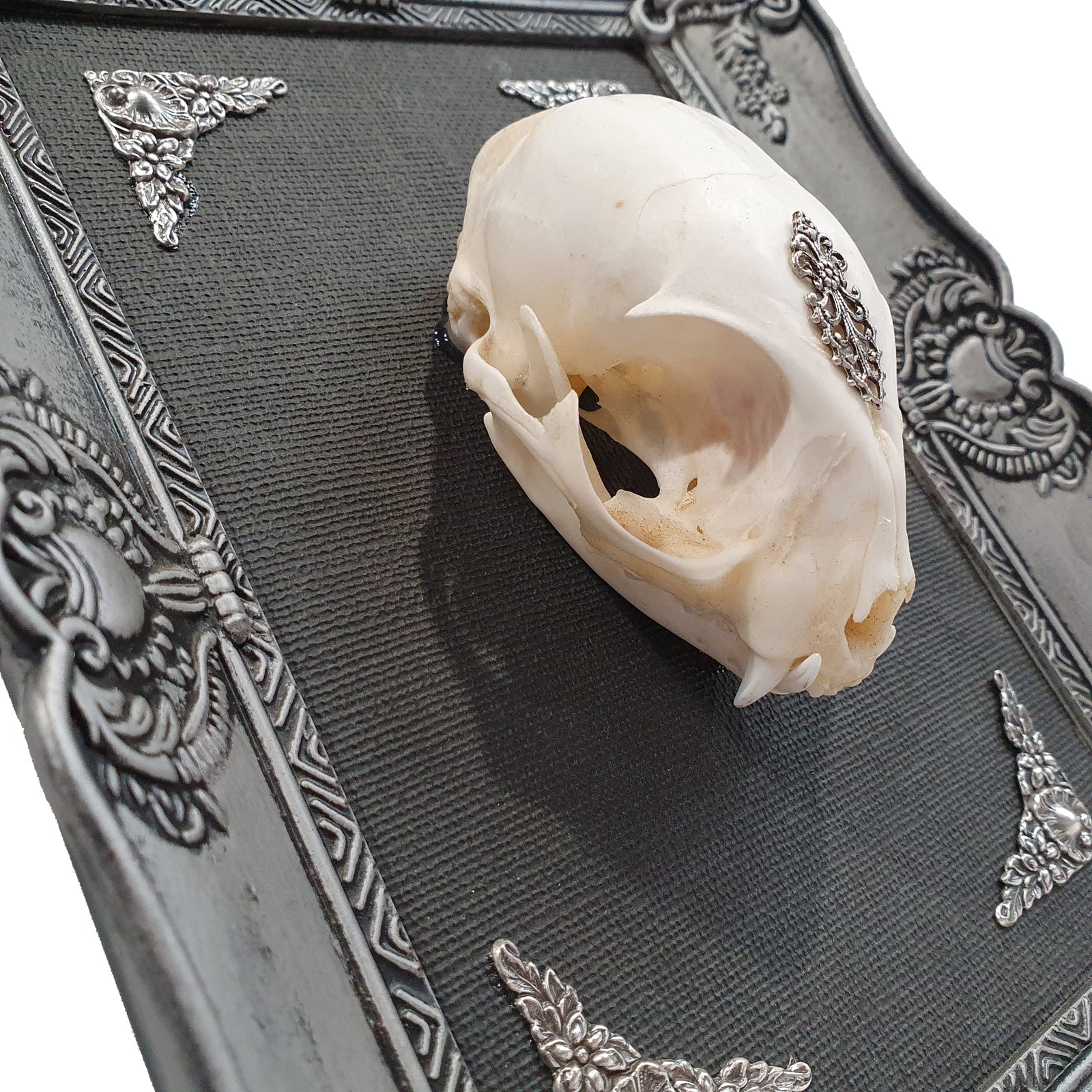 Nightstalker Cat Skull Framed Specimen Wall Decor
