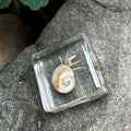 Hermit Crab Specimen in Resin