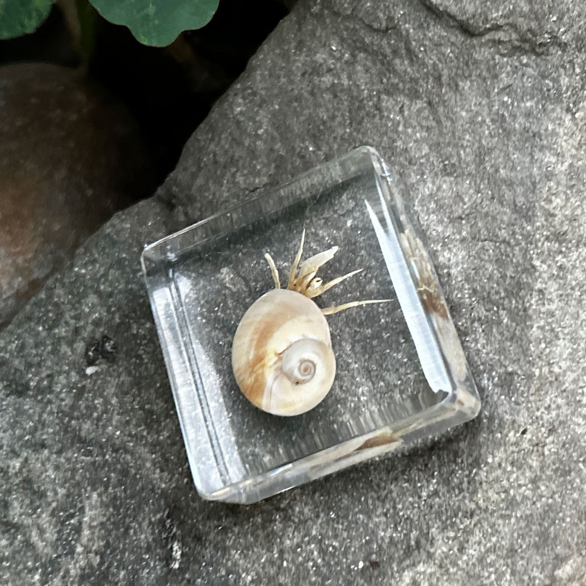 Hermit Crab Specimen in Resin