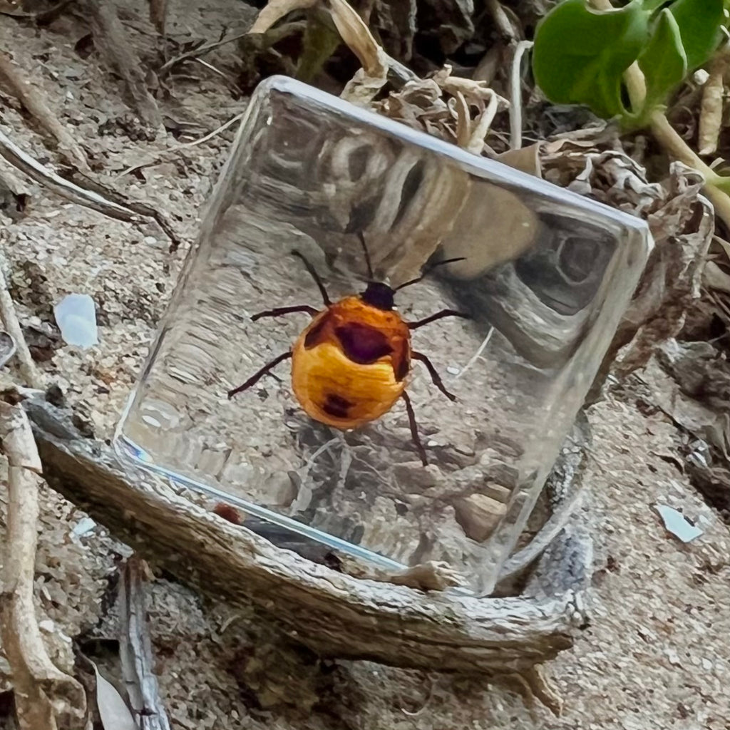 Tea Seed Bug Specimen in Resin