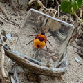 Tea Seed Bug Specimen in Resin