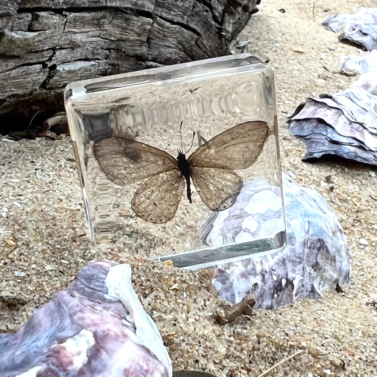 Investigative Insects Set of 6 Specimens