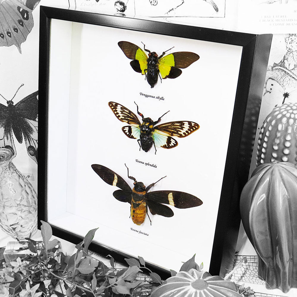 Cicada Triple - Framed Genuine Specimen