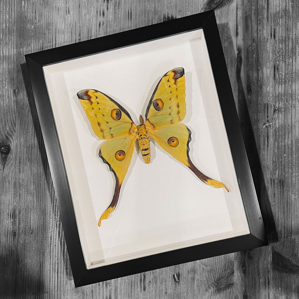 Moon Argema mittrei Moth Genuine Framed Specimen