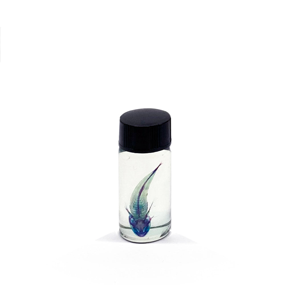 Gudgeon Diaphonised