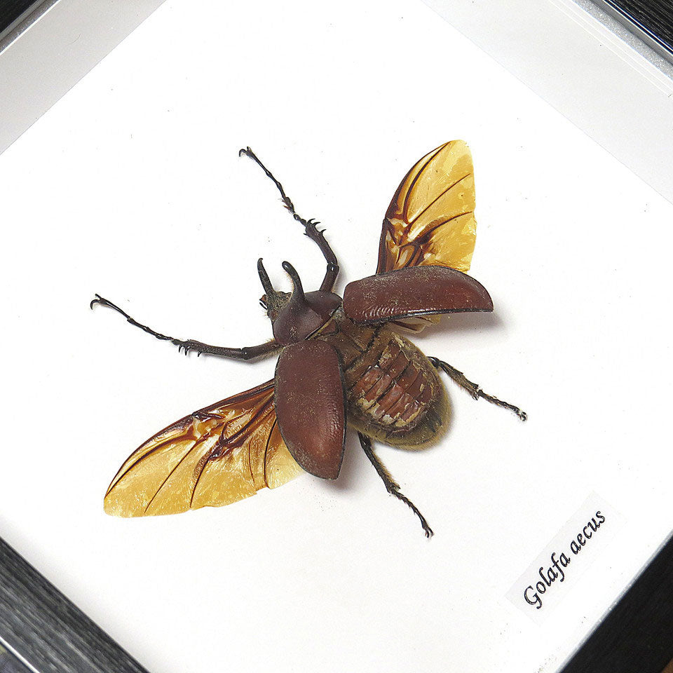 Rhino Beetle Golafa Aecus - Genuine Framed Specimen