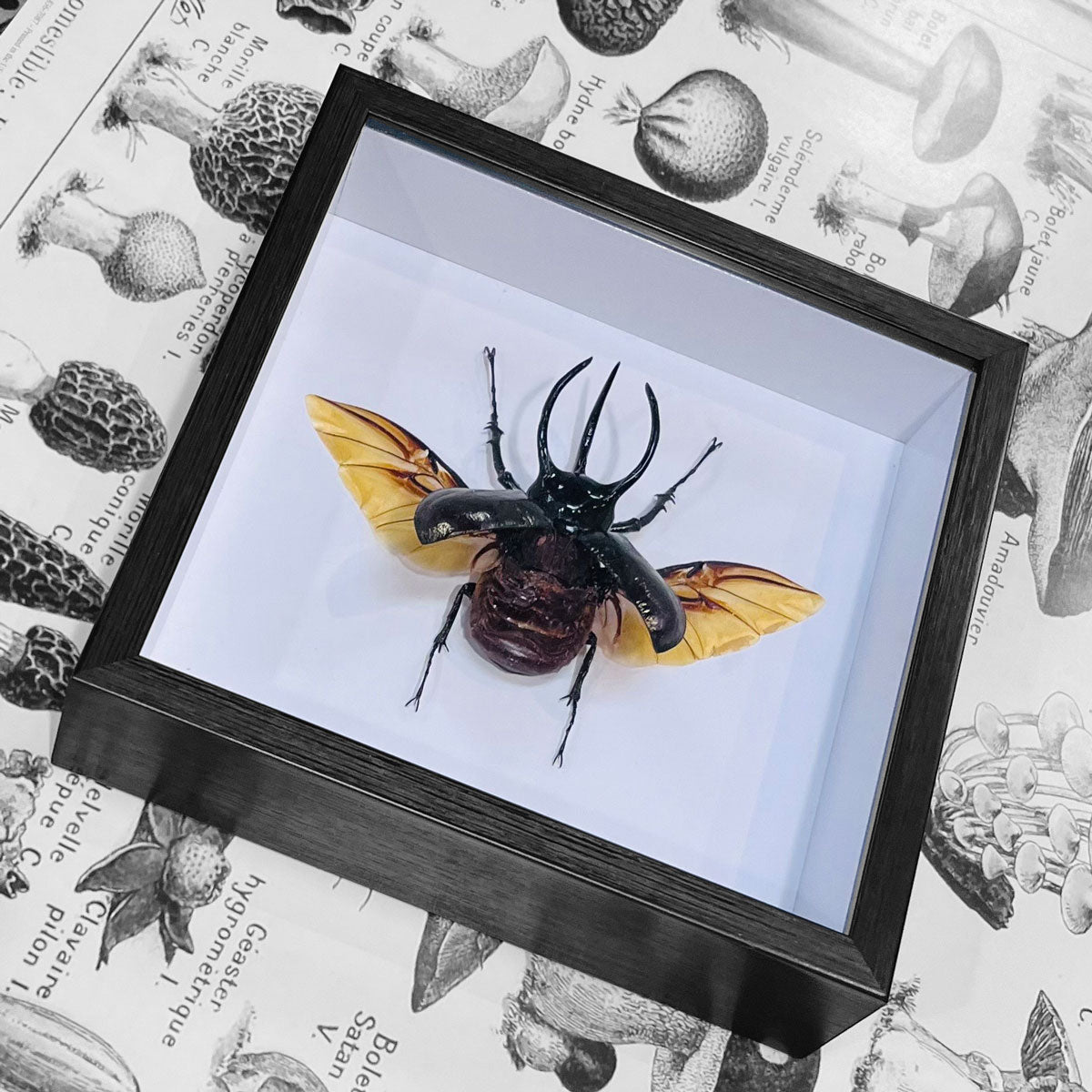 Chalcosoma Caucasus Male Framed Rhino Beetle Specimen