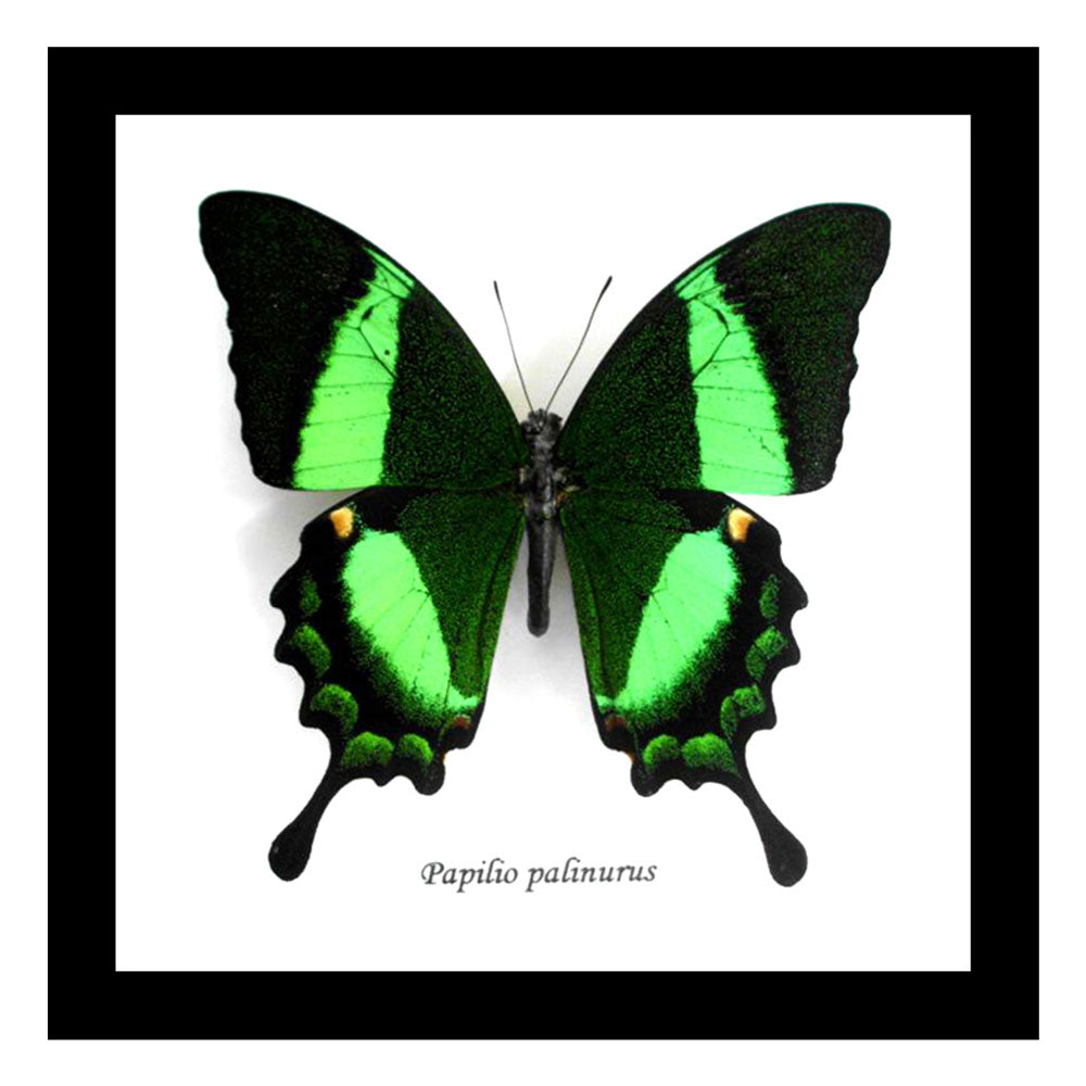 Papilio Butterfly Genuine Framed Specimen