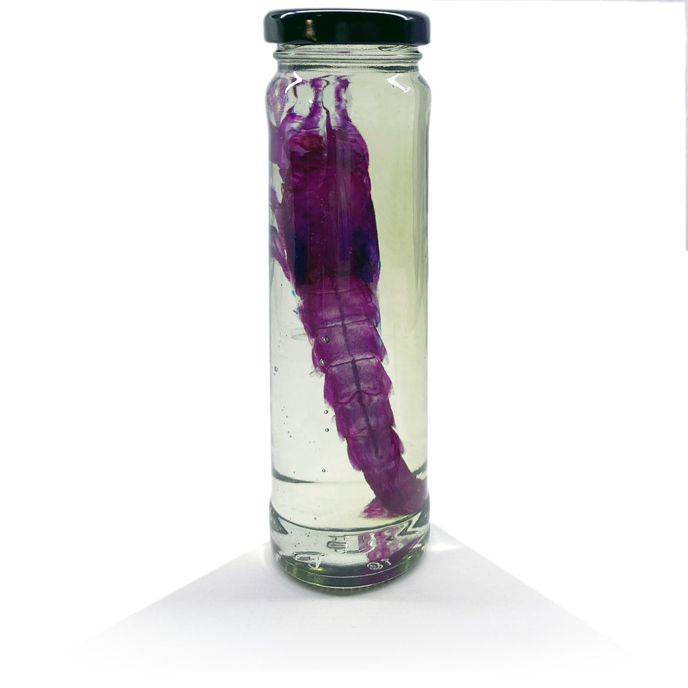 Prawn Diaphonised Specimen Jar